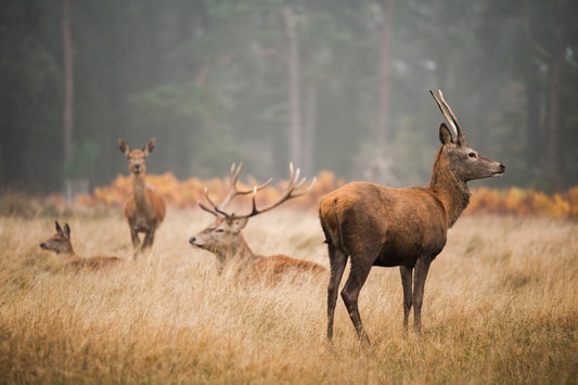 Group of deer standing in tall grass on a foggy morning, representing the type of wild game hunters may field dress and skin using a machete or survival tool like the Woodman’s Pal.
