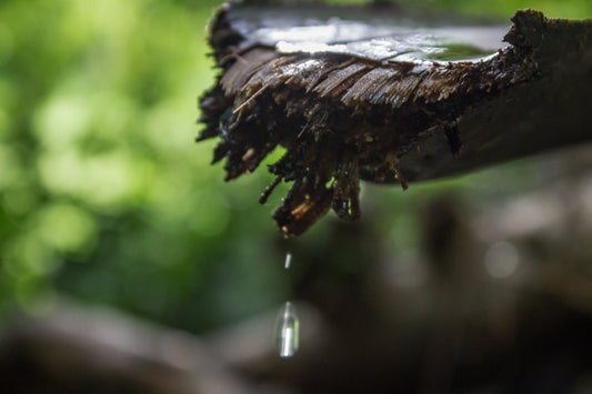 Close-up of water droplets dripping from a wet, broken tree branch in a forest, illustrating a natural water source in a survival setting.