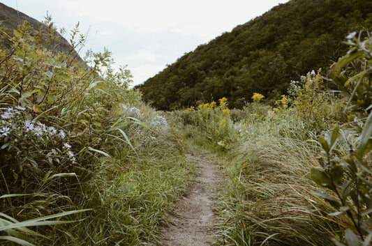 A hiking trail that’s been maintained with a Woodman’s Pal land-clearing tool.
