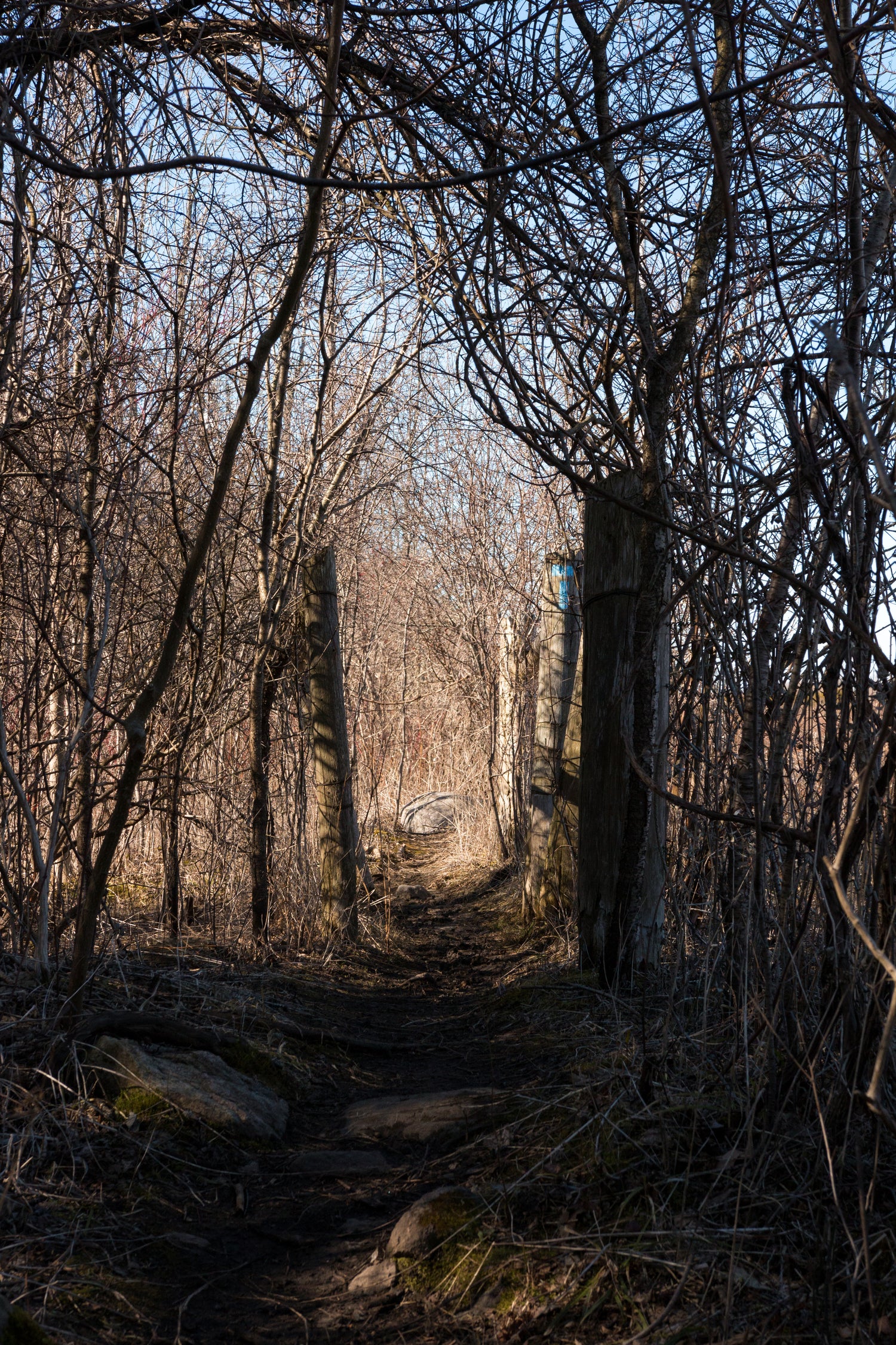A cleared pathway through the woods
