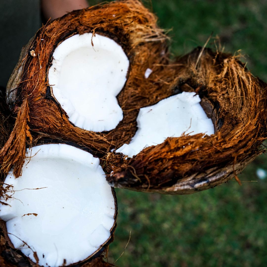 A person holding coconut halves that were opened with a Woodman’s Pal machete. 
