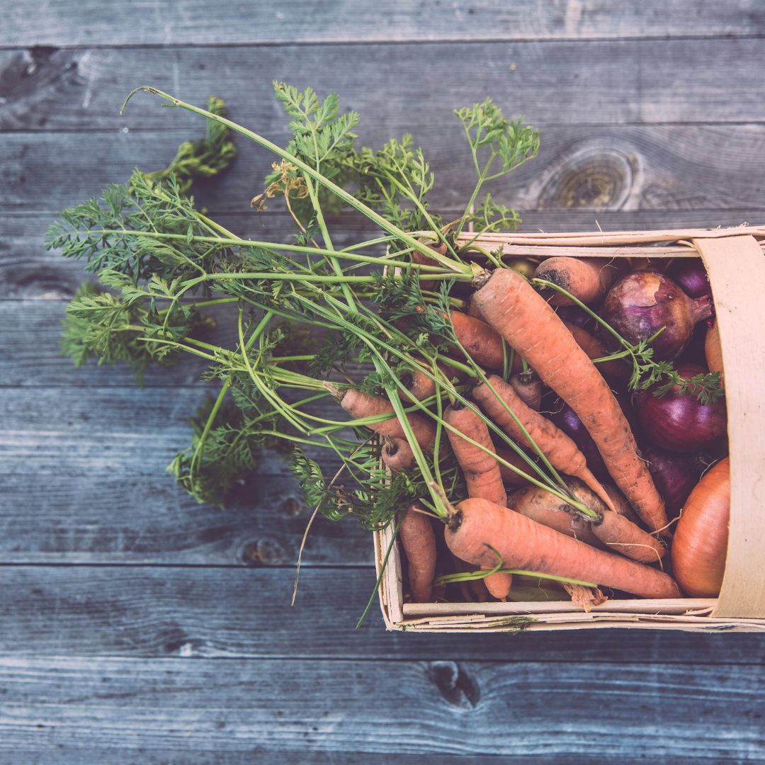  A basket filled with carrots, onions and potatoes grown in a survival garden. 