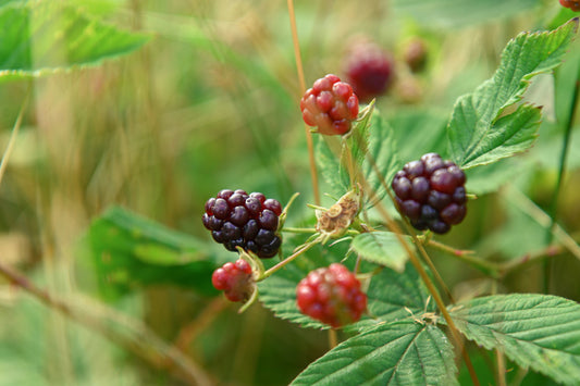 Wild berries growing on a plant in the wilderness. 