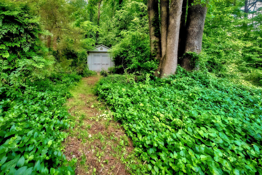 Overgrown woodland path with dense invasive groundcover spreading near trees and a shed, showing the need for manual plant control.