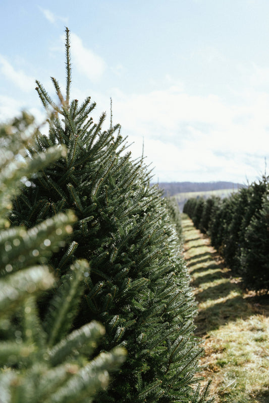 Rows of mature Christmas trees with a grassy maintenance path between them.