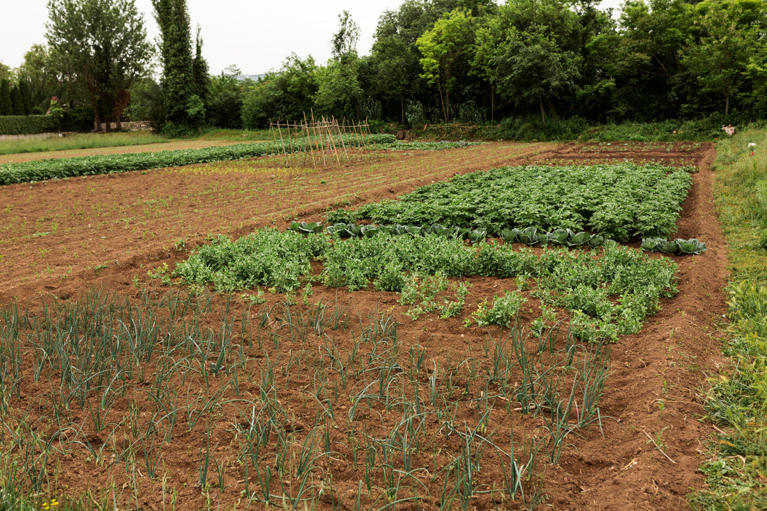 A vegetable garden with straight planting rows and clean soil furrows showing organized trenches for efficient planting and irrigation.