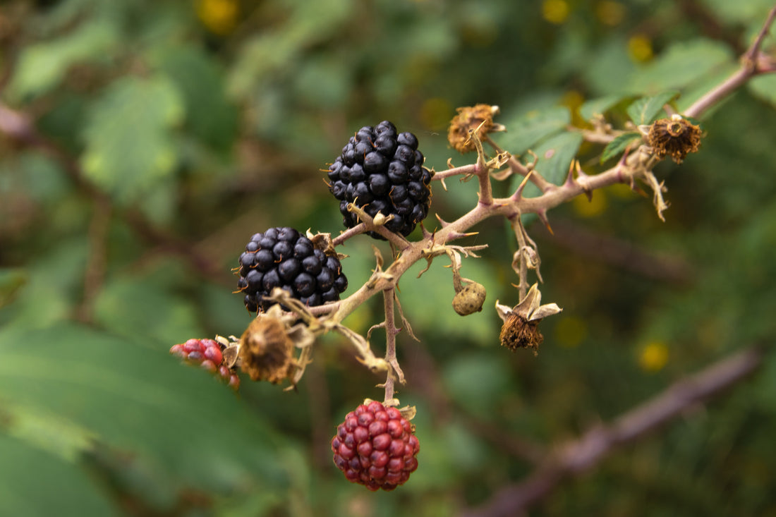 Ripe and unripe blackberries growing on thorny brambles, showing the tough canes and sharp briars that need careful clearing.
