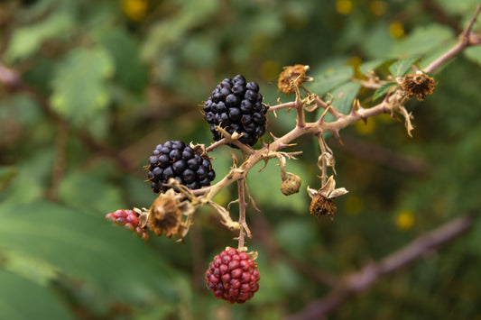 Ripe and unripe blackberries growing on thorny brambles, showing the tough canes and sharp briars that need careful clearing.