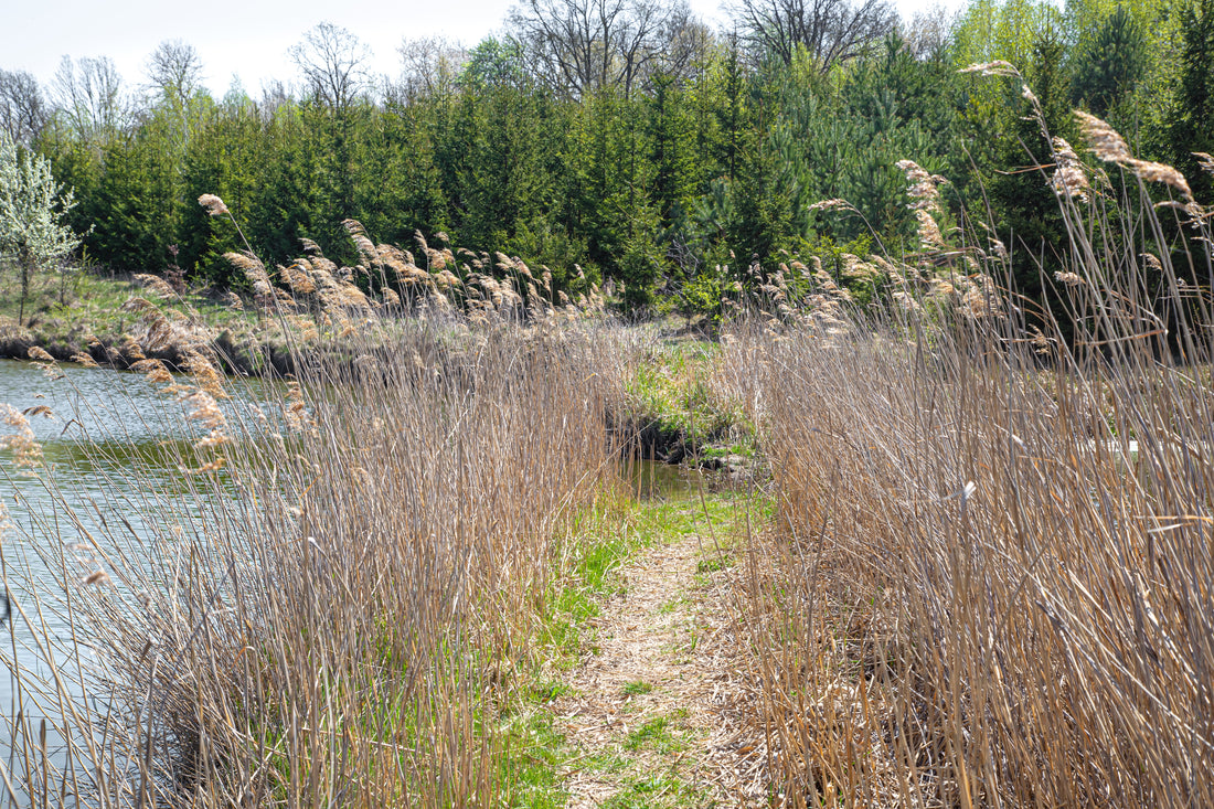 Overgrown trail surrounded by tall reeds near a lake, leading into a wooded area with dense green trees in the background.