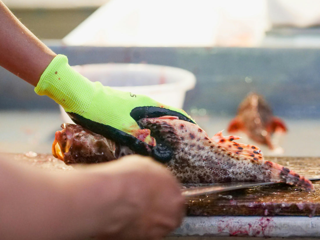 A fisherman wearing gloves and using a knife to fillet a fish at his cleaning station. 