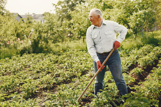 A senior gardening in a vegetable garden using a long-handled hoe while standing upright among rows of plants. 