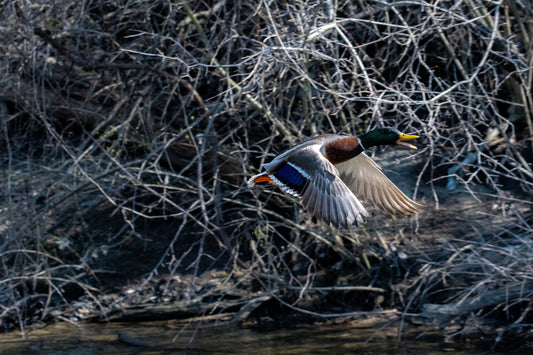 A mallard duck flies low over a brushy, wooded stream, an ideal location for building a duck blind using tools like the Woodman’s Pal machete.