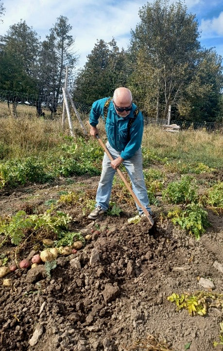 Chris digging red and gold potatoes in a farm garden with the Woodman's Pal gardening hoe
